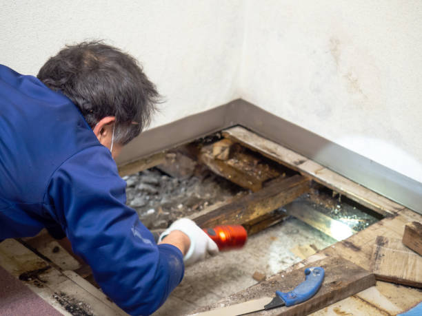 Attic Mold Removal in Platte City, MO
