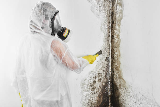 Best Residential Mold Removal  in Platte City, MO