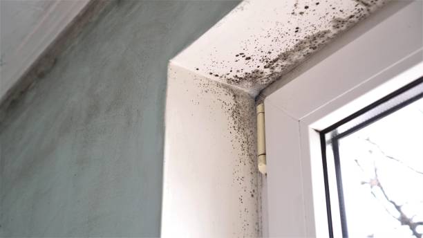 Best Attic Mold Removal  in Platte City, MO