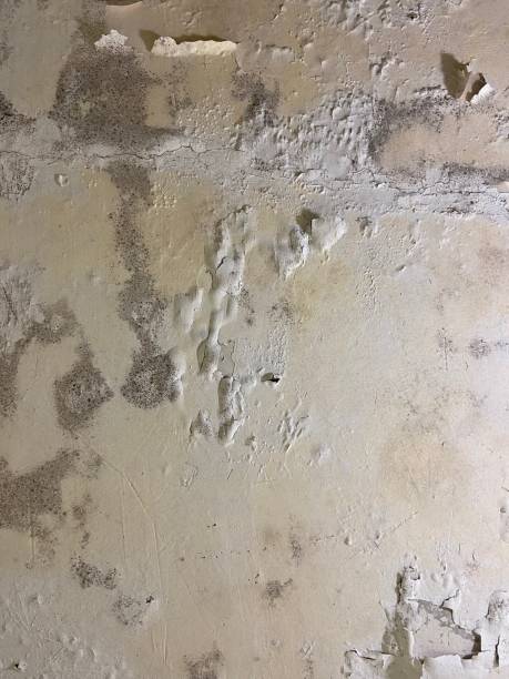 Best Attic Mold Removal  in Platte City, MO