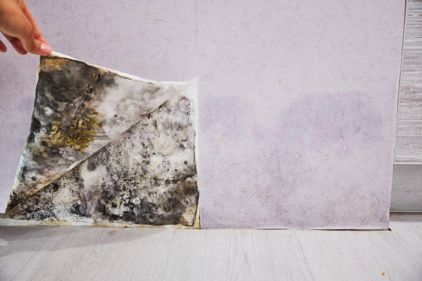 Mold Testing and Removal in Platte City, MO